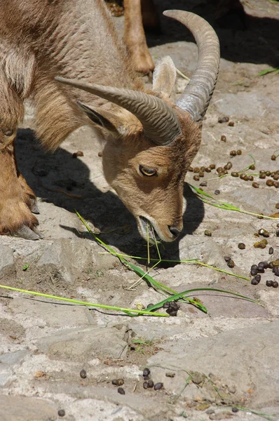 Cabra comiendo hierba — Foto de Stock