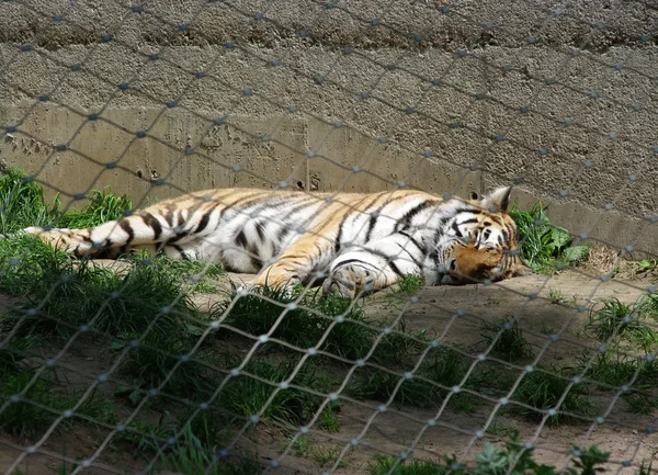 stock image Tiger sleeping in a cage