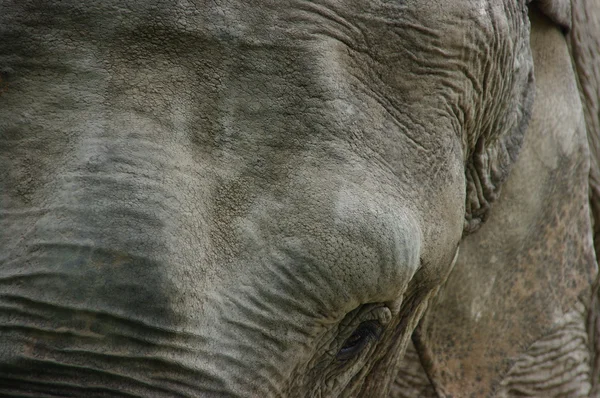 Närbild av en elefant — Stockfoto