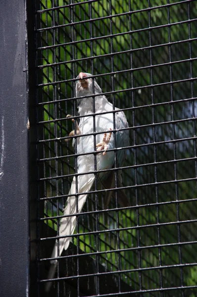Ptak zamknięty w klatce — Stock Photo, Image