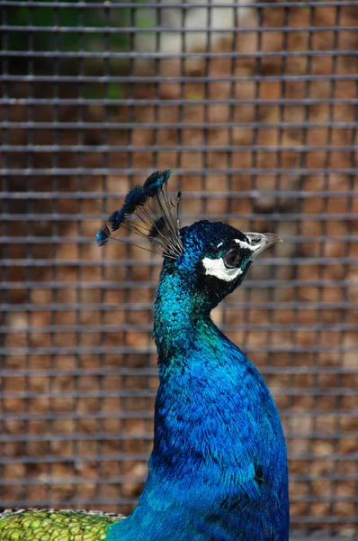Peacock in a cage — Stock Photo, Image