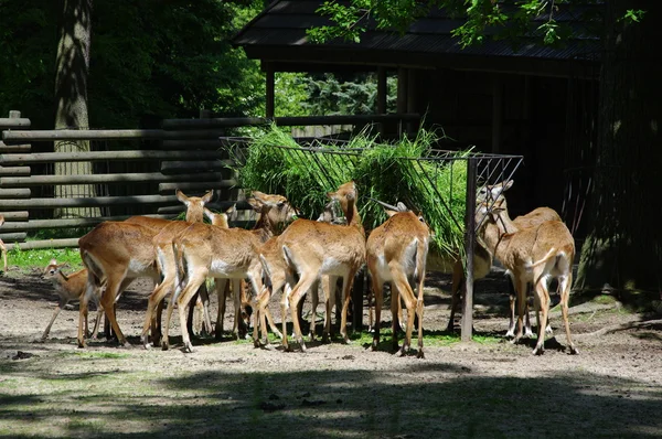 動物園で鹿 — ストック写真