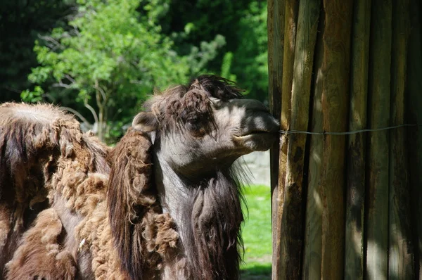 Верблюд в зоопарке — стоковое фото