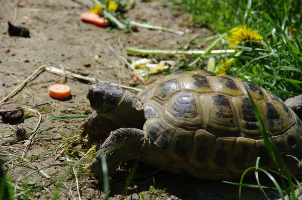 stock image Turtle