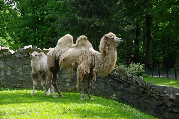 Верблюды — стоковое фото