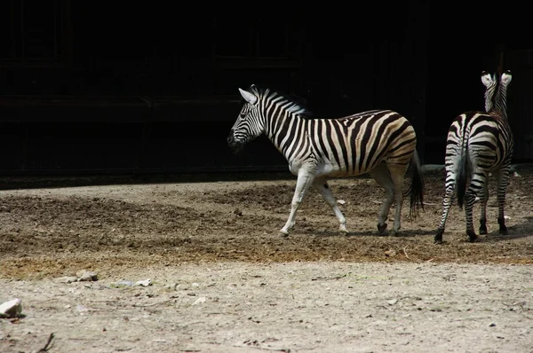 Zebra 's in de dierentuin — Stockfoto
