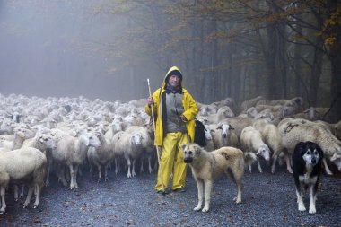 Shepherd leads his sheep clipart