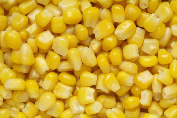 stock image Sweetcorn close-up