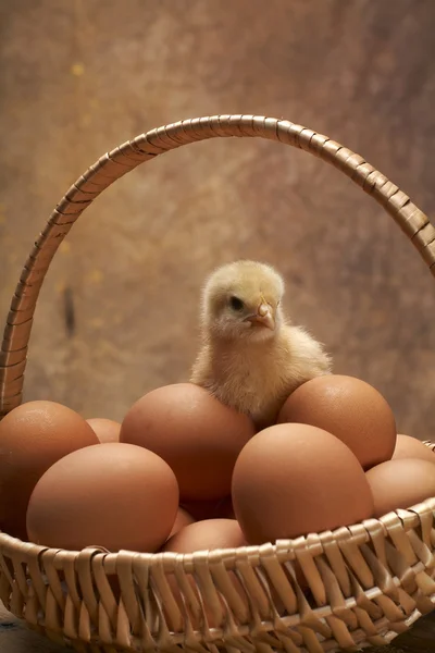 Young chicken in the basket with eggs — Stock Photo, Image
