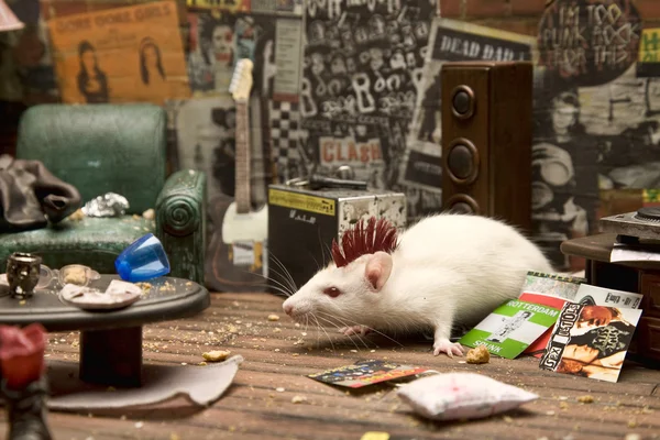 Кімната для панк-мишки — стокове фото