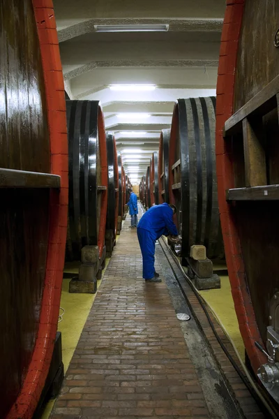 Wine cellars with big baerels — Stock Photo, Image