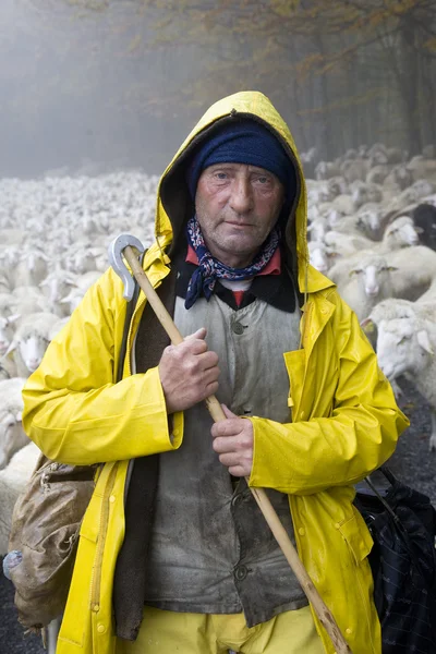 Pastor lleva a sus ovejas Fotos de stock libres de derechos