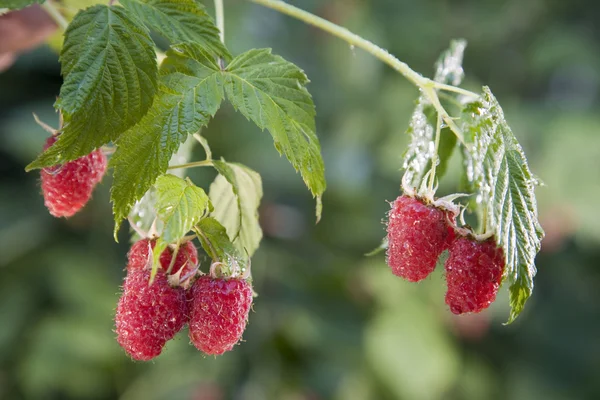 식물에 익은 나무 딸기 로열티 프리 스톡 이미지