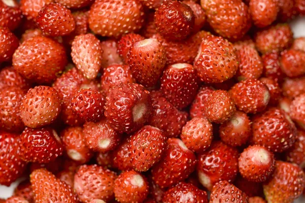 新鲜野生草莓 图库图片