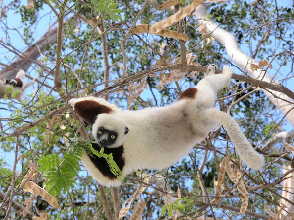 Mutter Natur Madagaskar schöne Lemuren Tier Sifaka Coquerel Wildlife Afrika — Stockfoto