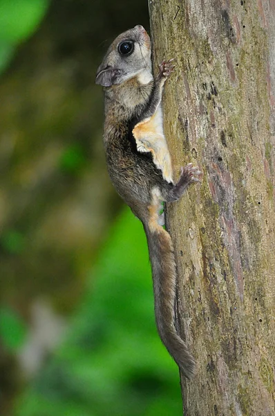 Schleuderhörnchen. — Stockfoto