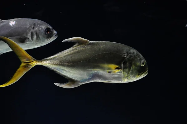 Balıklar su — Stok fotoğraf