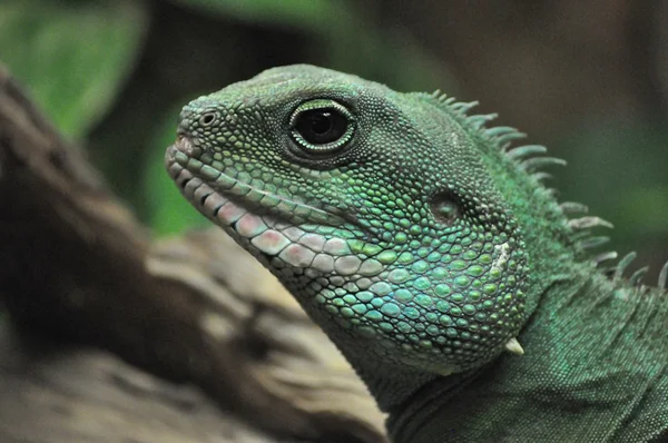 stock image Lizard's head