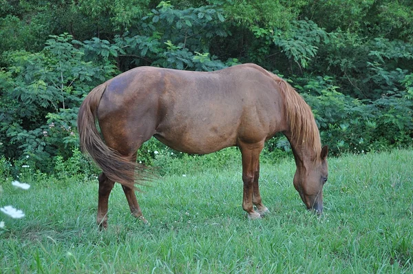 Коні на полі — стокове фото