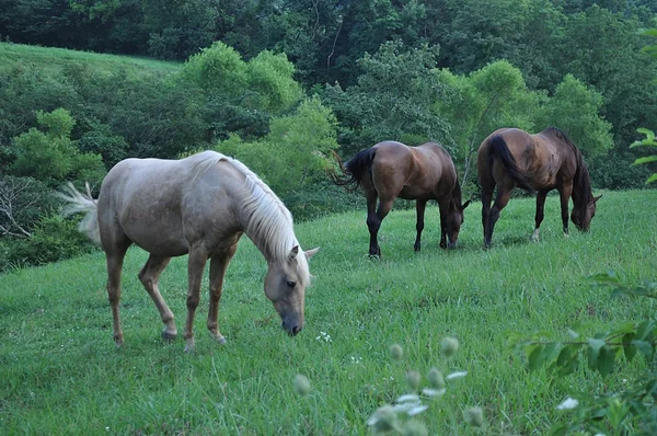 stock image Horses