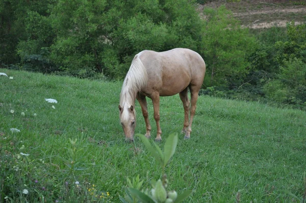 Кінь на полі — стокове фото