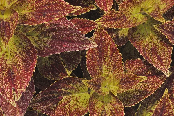 Blätter Textur — Stockfoto