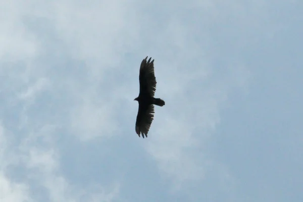 Flying eagle — Stock Photo, Image