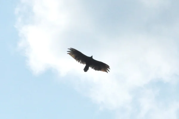 Літає орел — стокове фото