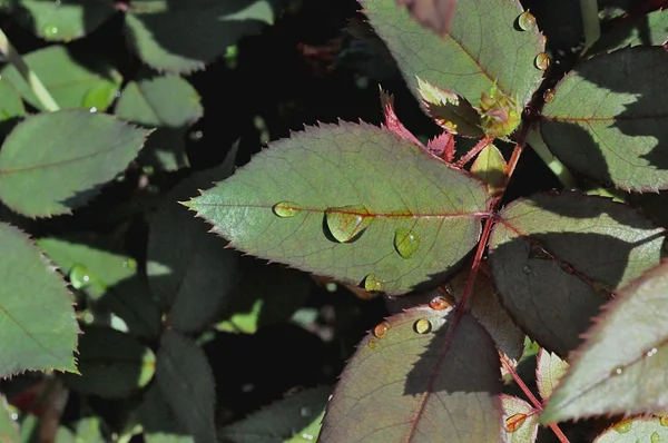 Textura das folhas verdes com gotas — Fotografia de Stock