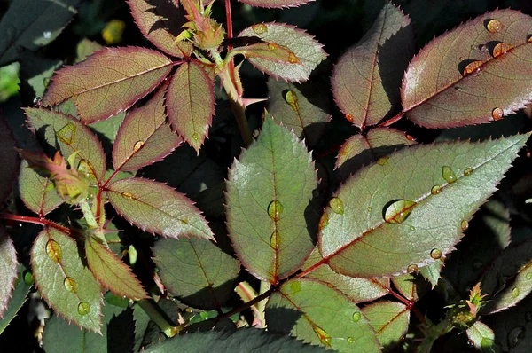 Textuur van de groene bladeren — Stockfoto