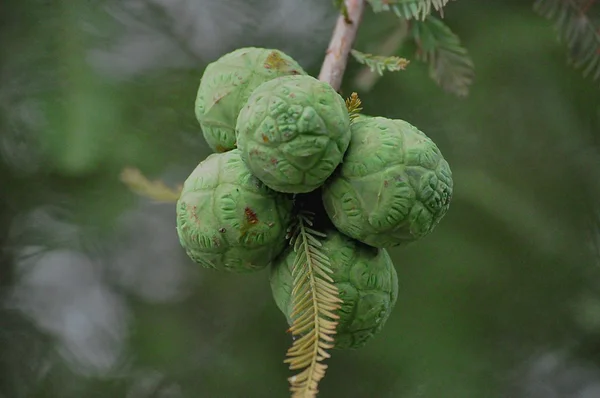 Bumps on the pine tree — Stock Photo, Image