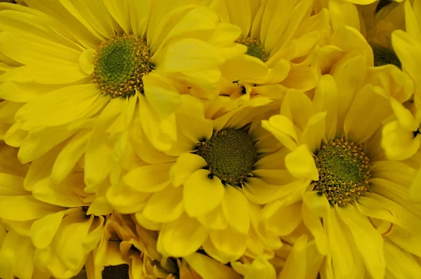 Květiny textura — Stock fotografie