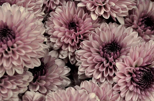 Textur der Blüten — Stockfoto