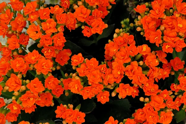 Bloemen textuur — Stockfoto