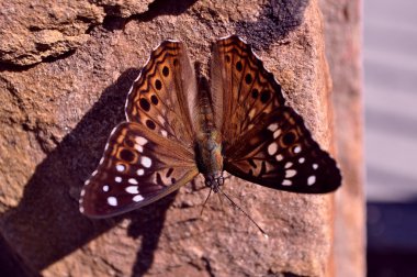 Butterfly on the wall clipart