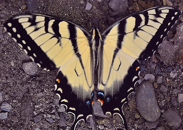 Vlinder aan het grind — Stockfoto