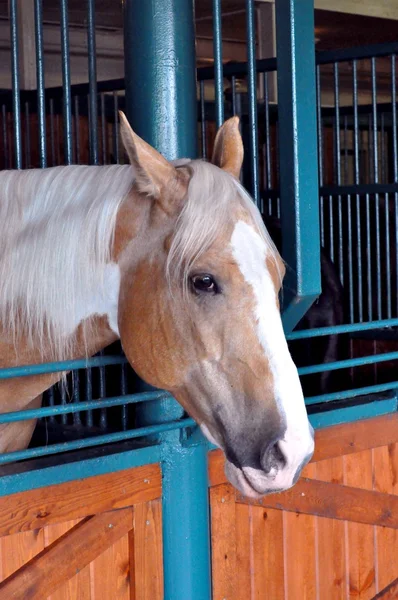 納屋の馬 — ストック写真