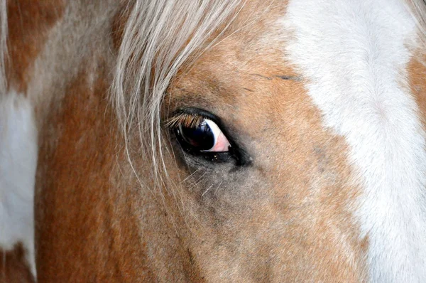 Auge des Pferdes — Stockfoto