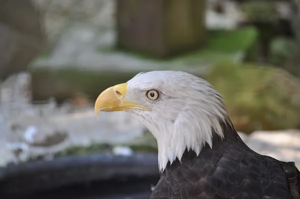 Eagle are looking — Stock Photo, Image