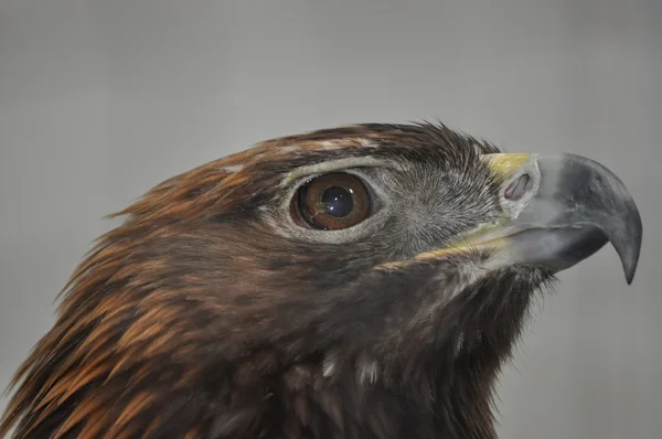 Hawk.Head of the hawk. — Stock Photo, Image