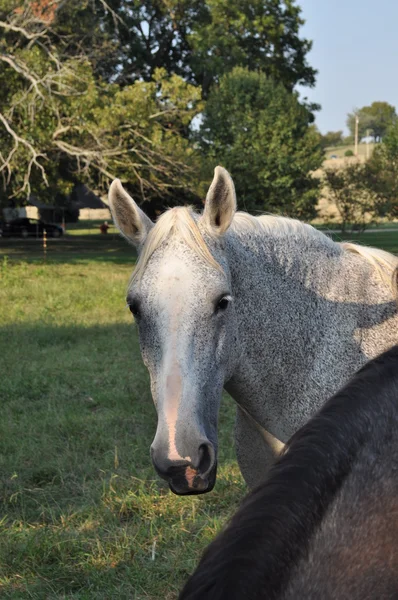 Приціл коня — стокове фото