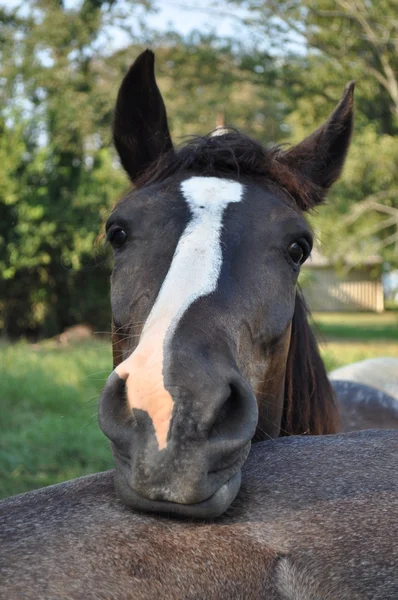 馬の視力 — ストック写真