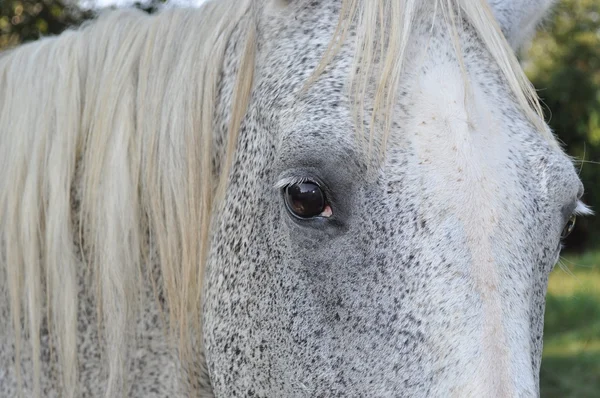 Sight of the horse — Stock Photo, Image