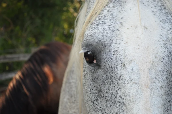 馬の視力 — ストック写真