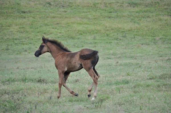 Horse in running — Stock Photo, Image