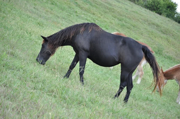 Konie — Zdjęcie stockowe