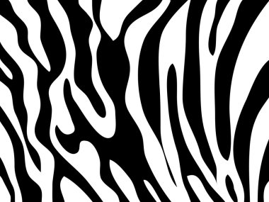  Zebra doku siyah ve beyaz