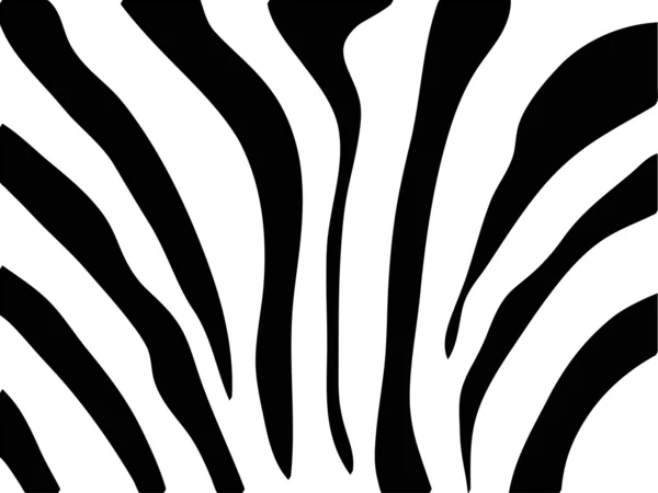 Textura zebra preto e branco — Fotografia de Stock
