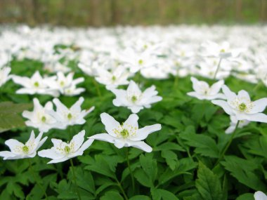 Wood anemone clipart