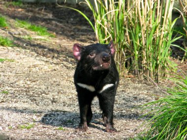 Tasmanian devil clipart